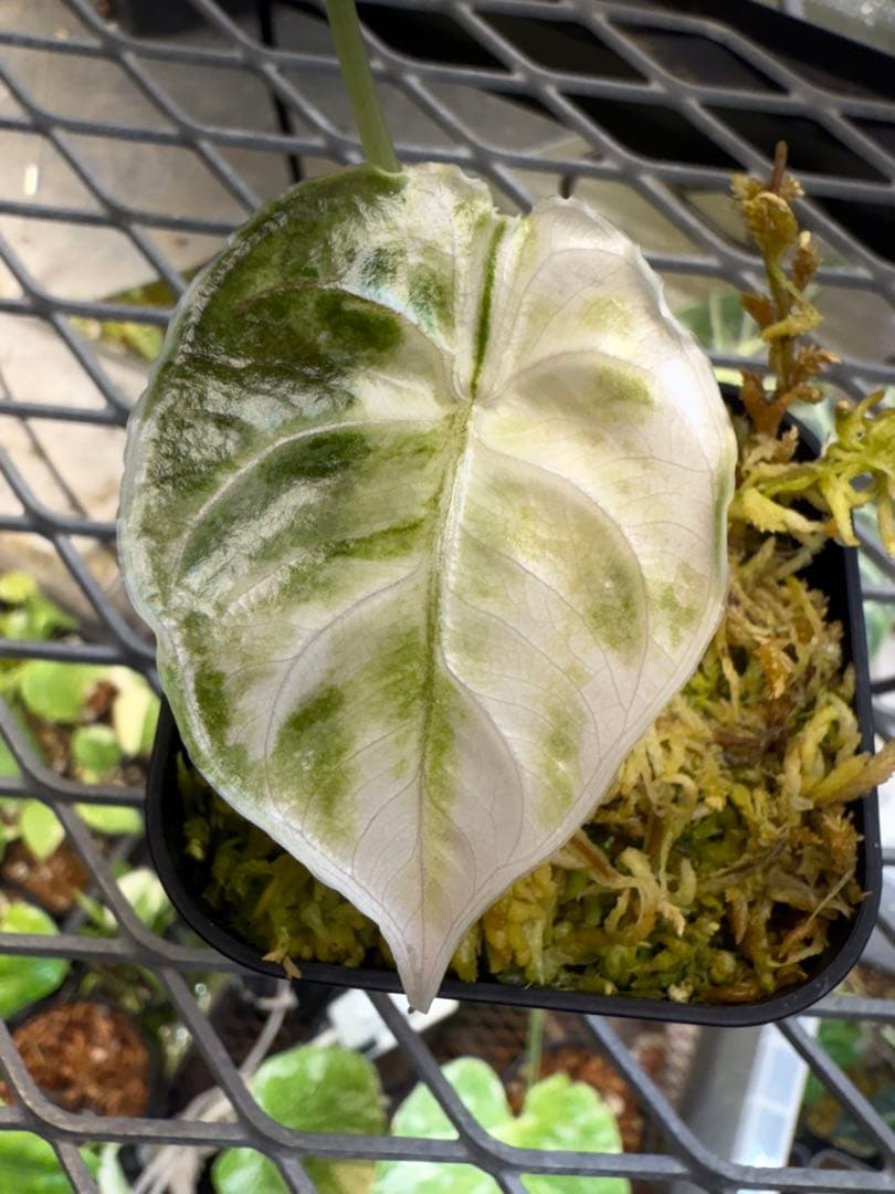 極上 アロカシア アズラニー ピンクアルボ