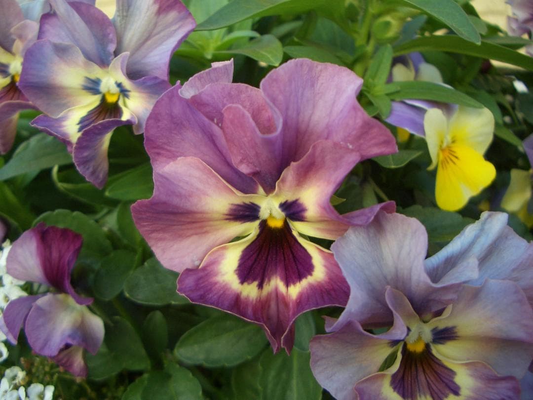 【完動品】CASIO EXILIM EX-Z57　コンデジ　エクシリム　作例あり