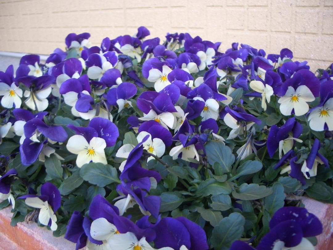 【完動品】CASIO EXILIM EX-Z57　コンデジ　エクシリム　作例あり