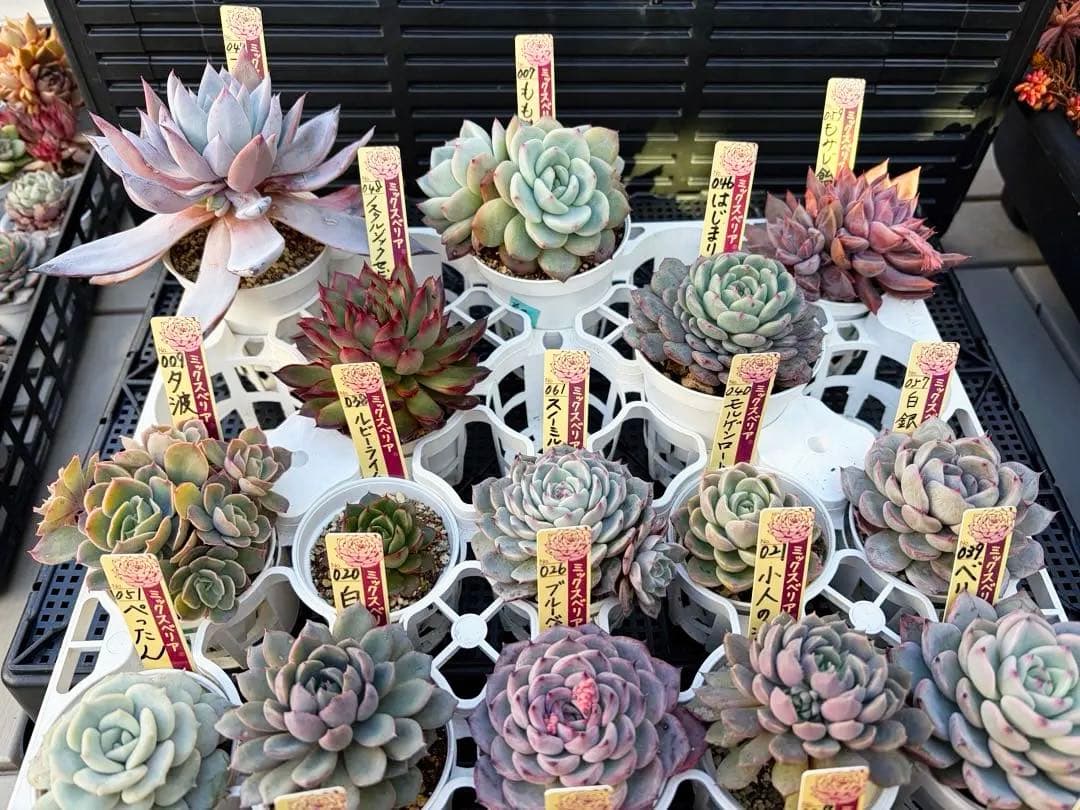 ＊ぽぽ＊さま専用 おらいさん苗30個セット　ミックスベリア　エケベリア多肉