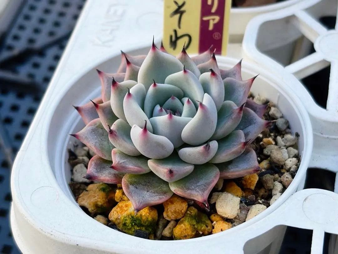 ＊ぽぽ＊さま専用 おらいさん苗30個セット　ミックスベリア　エケベリア多肉