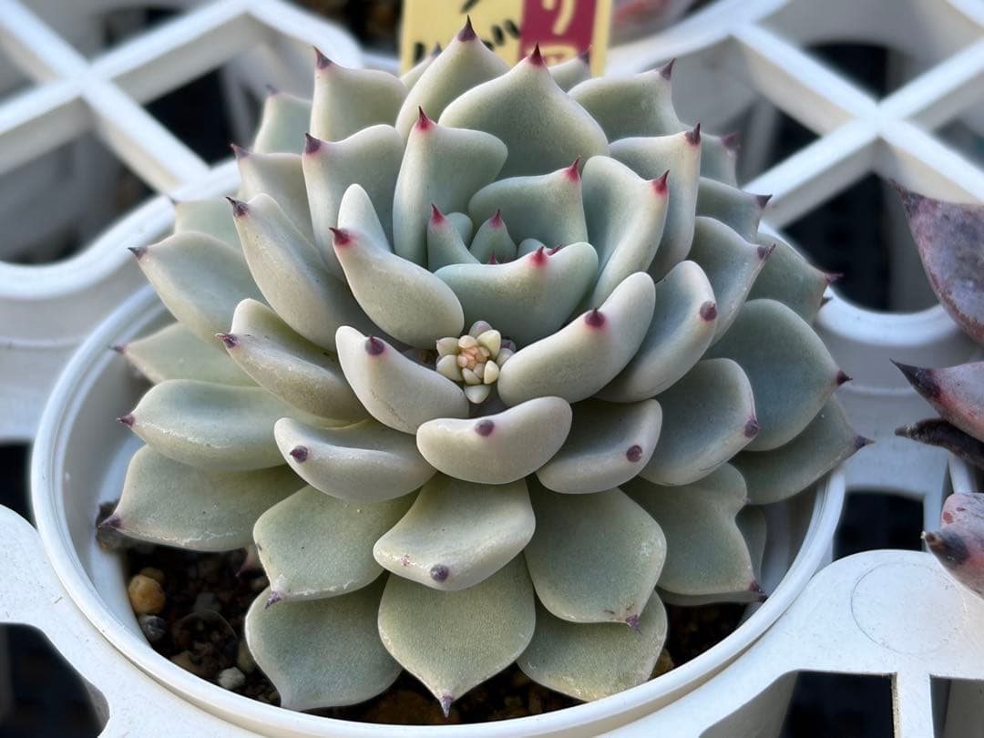 ＊ぽぽ＊さま専用 おらいさん苗30個セット　ミックスベリア　エケベリア多肉