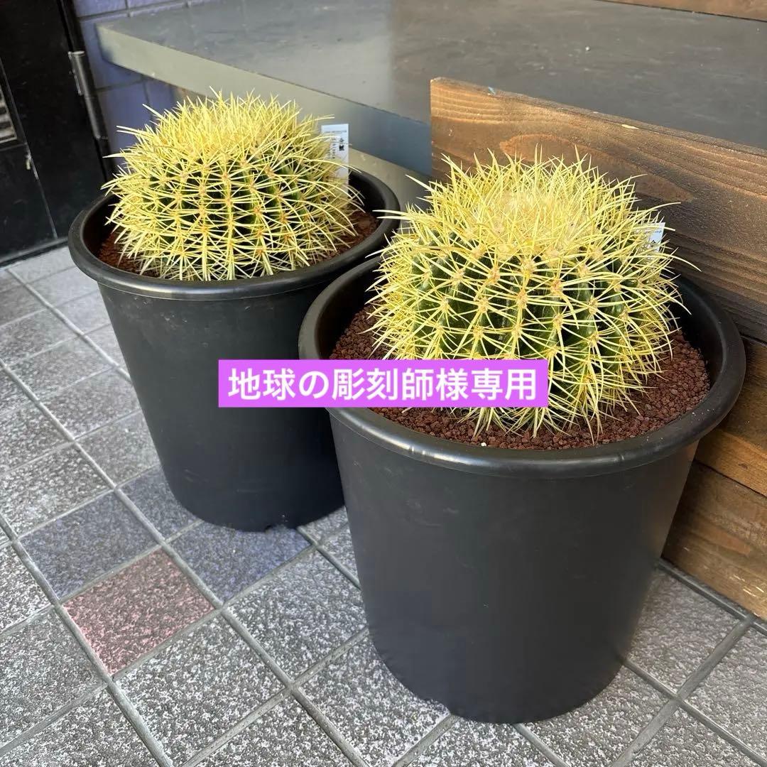 金鯱　キンシャチ　8号　2鉢セット