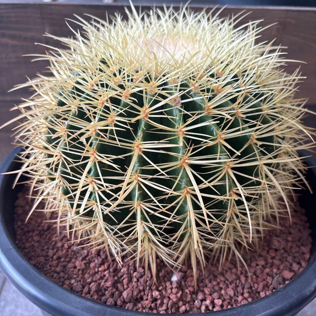 金鯱　キンシャチ　8号　2鉢セット