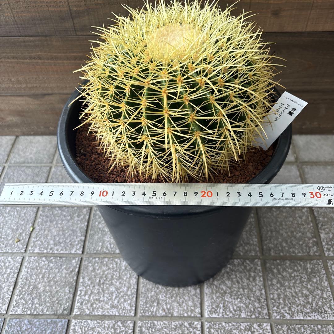 金鯱　キンシャチ　8号　2鉢セット