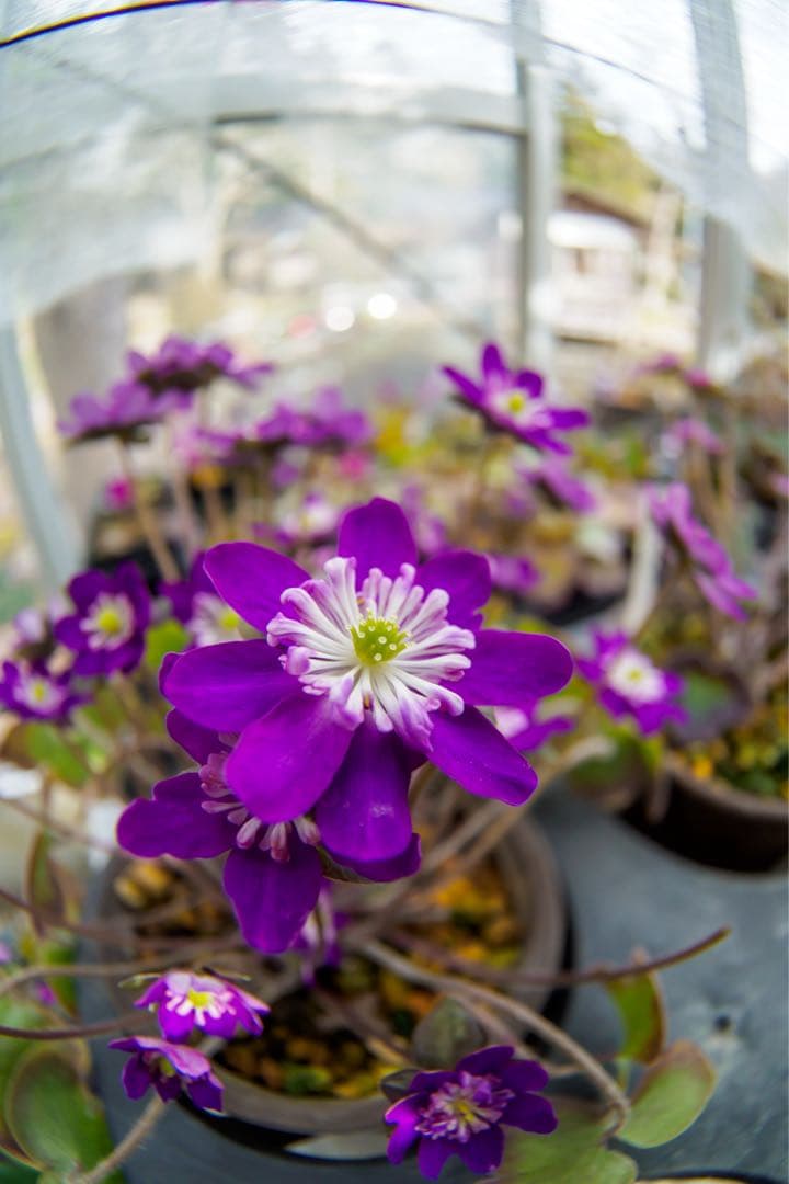 ジ*拳様 【作例あり】SAMYANG 7.5mm F3.5 マイクロフォーサーズ