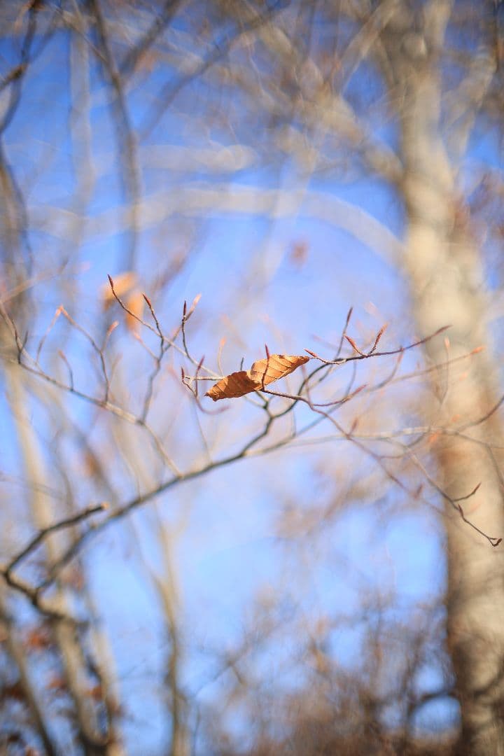 《希少》CANON FL 55mm F1.2 【光学美品】