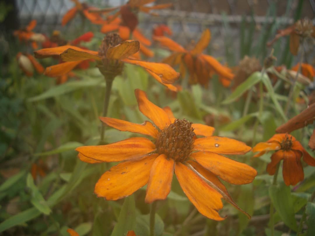 追加あり⭕️【動作確認済】CASIO カシオ EXILIM EX-Z40