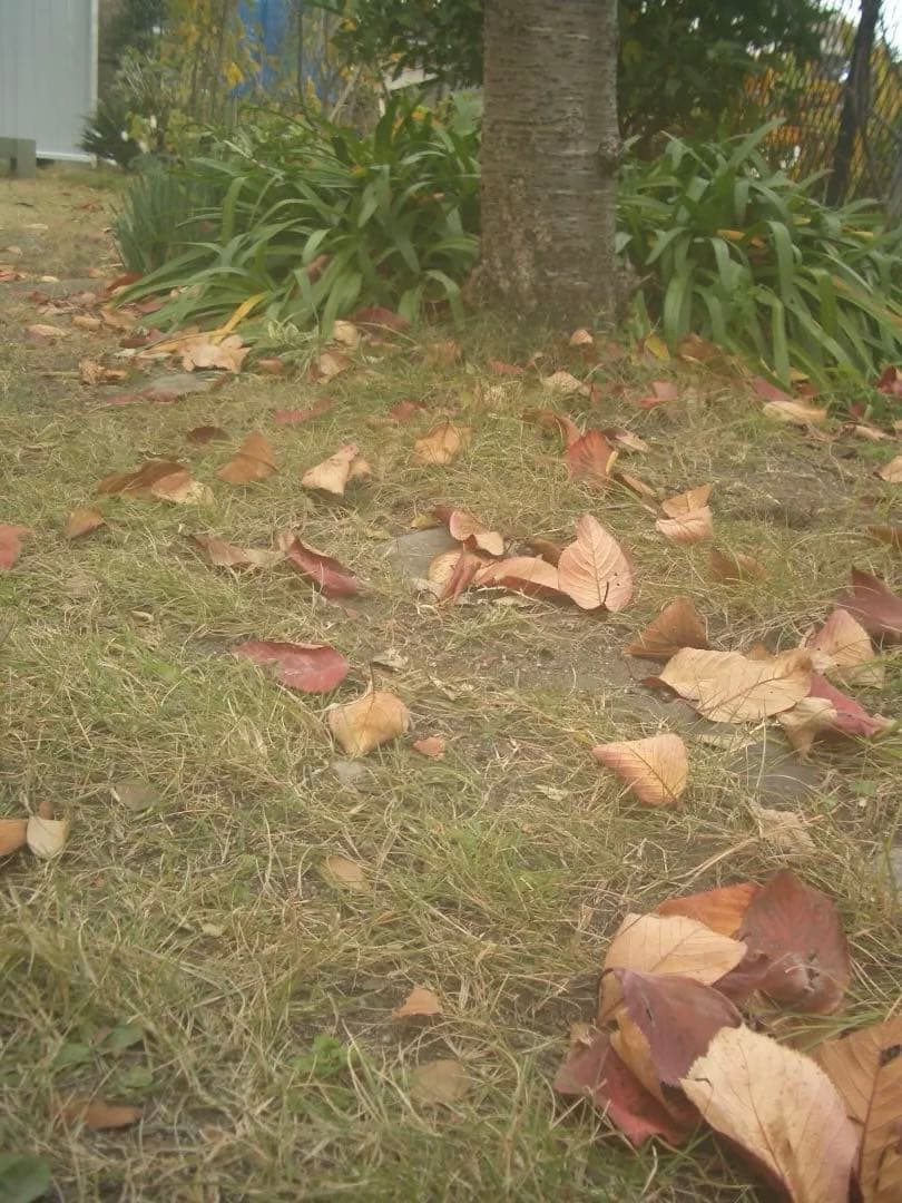 追加あり⭕️【動作確認済】CASIO カシオ EXILIM EX-Z40