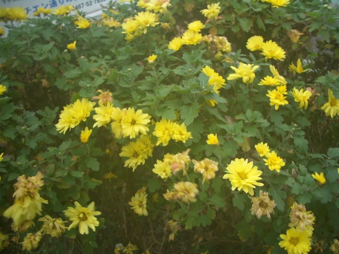 追加あり⭕️【動作確認済】CASIO カシオ EXILIM EX-Z40