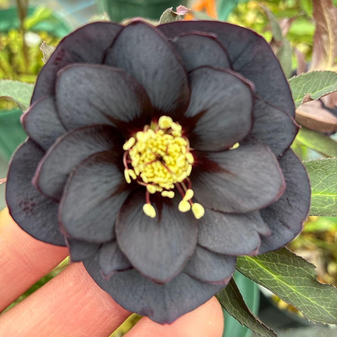 クリスマスローズ　赤シベ　ブラックフラッシュ　７寸