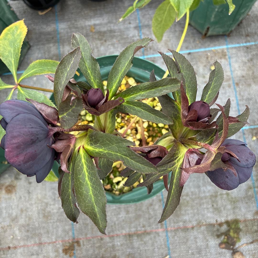 クリスマスローズ　赤シベ　ブラックフラッシュ　７寸