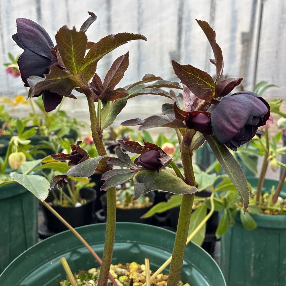 クリスマスローズ　赤シベ　ブラックフラッシュ　７寸