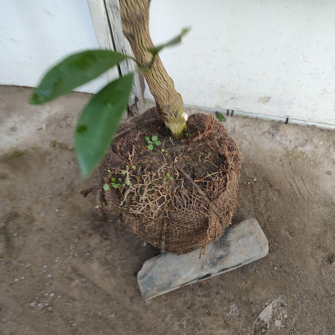 ゆら早生みかん 3年生 大苗 苗木