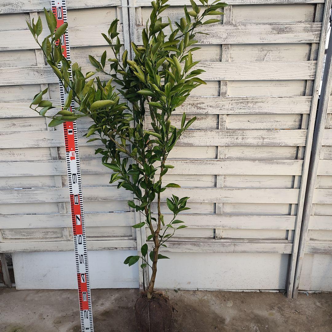 ゆら早生みかん 3年生 大苗 苗木