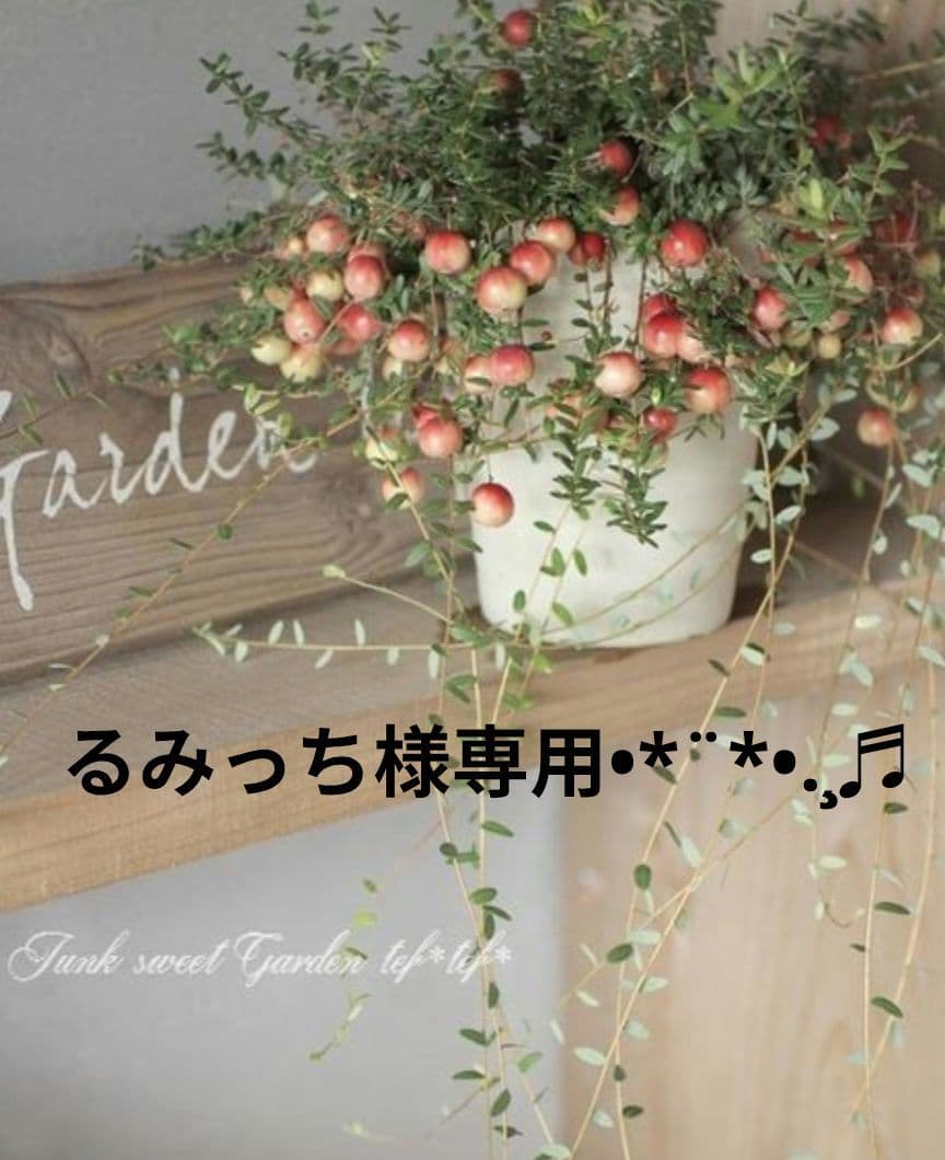 るみっちページ♬.*゜