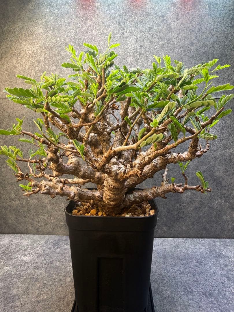 センナ　メリディオナリス　海外実生　発根済み　359