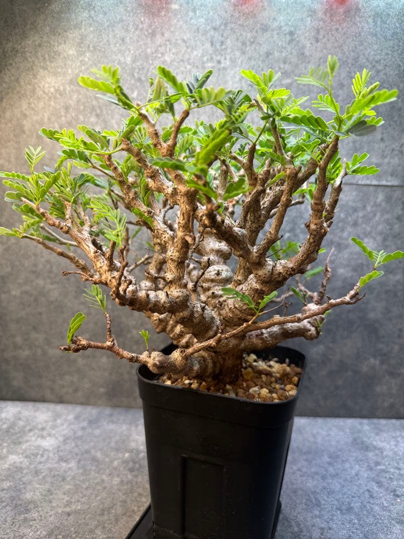 センナ　メリディオナリス　海外実生　発根済み　359