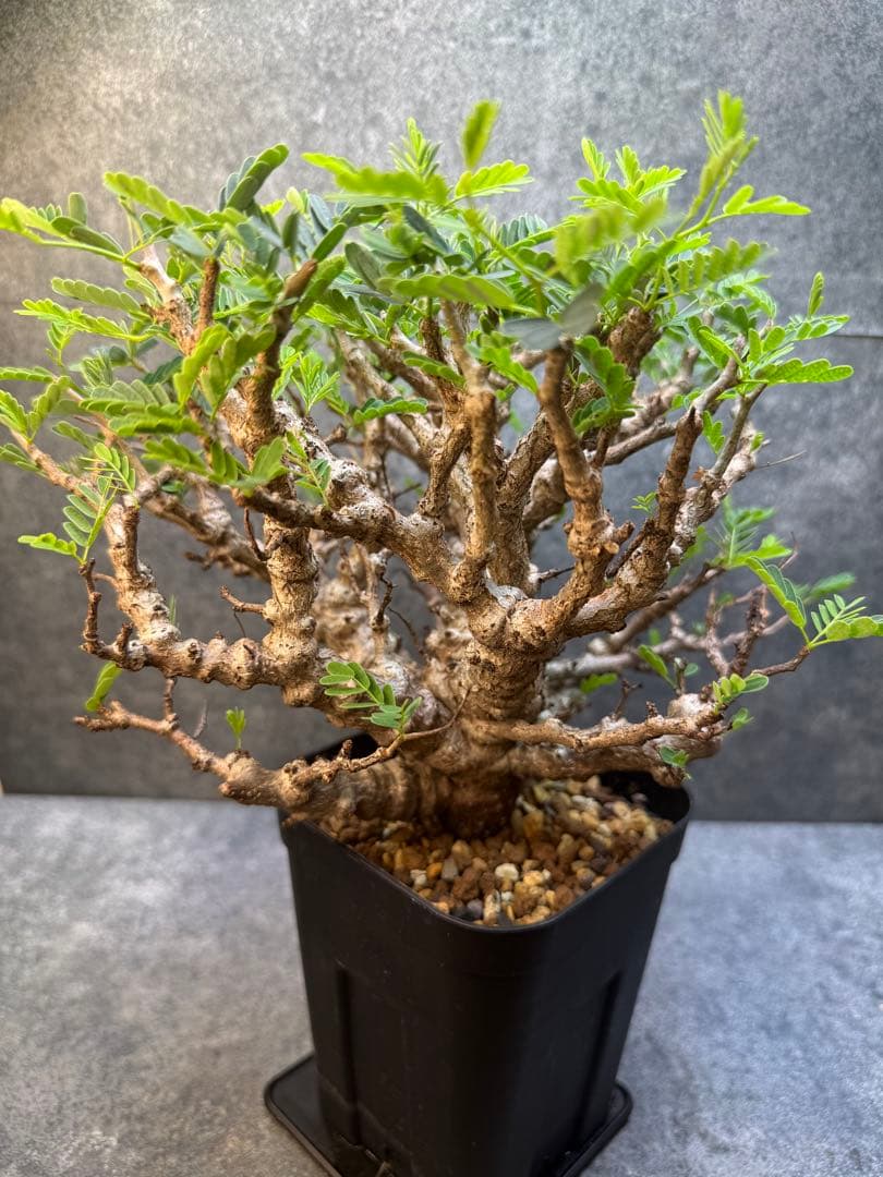 センナ　メリディオナリス　海外実生　発根済み　359