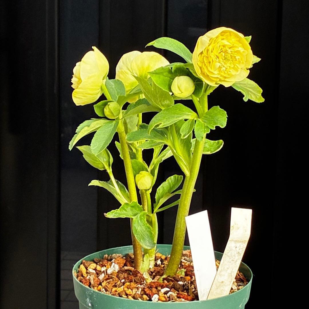 ム*ク様 3557☘️蕾花タグ付☘️2026年NO1☘️極上☘️⭐️モーリー⭐️