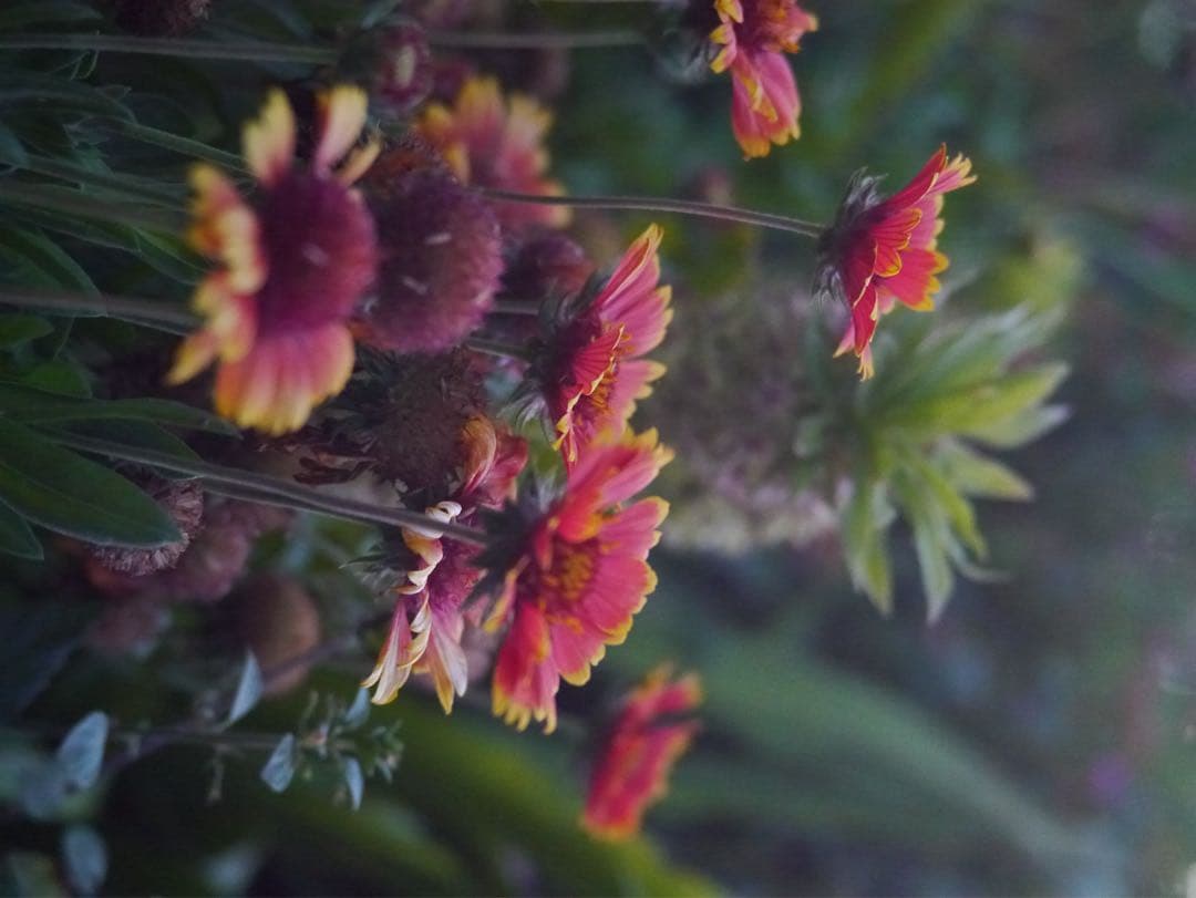 TTArtisan 50mm f/2 MFTレンズ