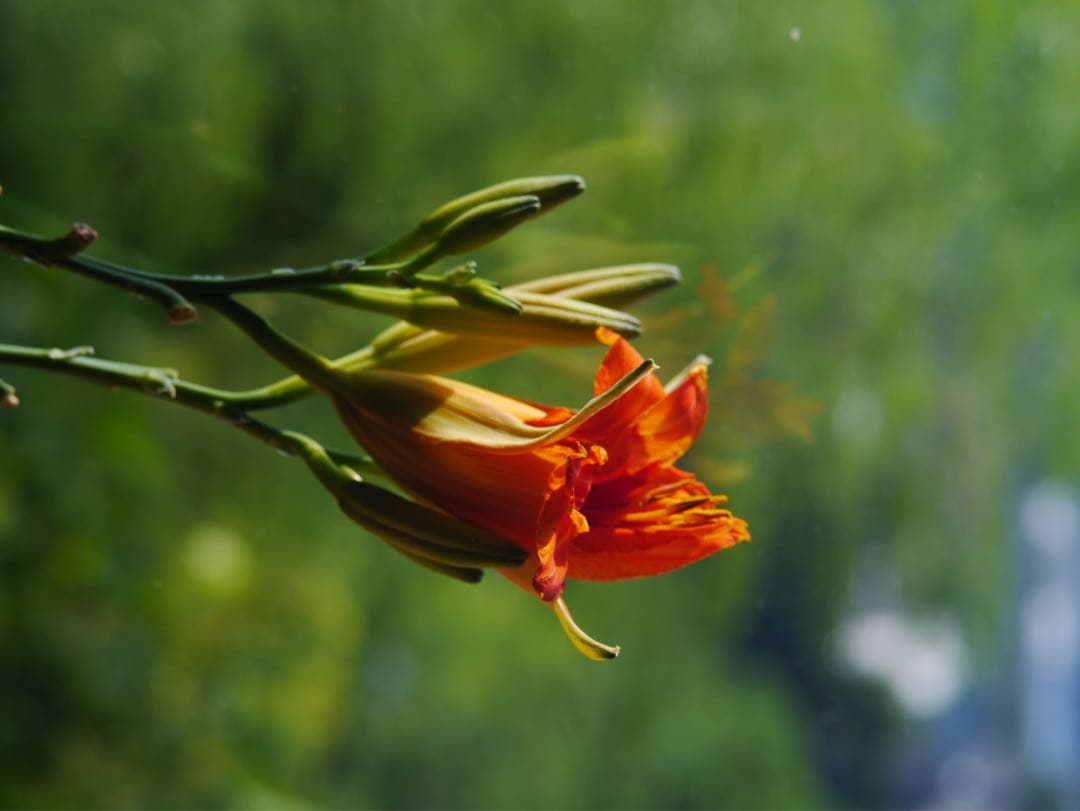 TTArtisan 50mm f/2 MFTレンズ