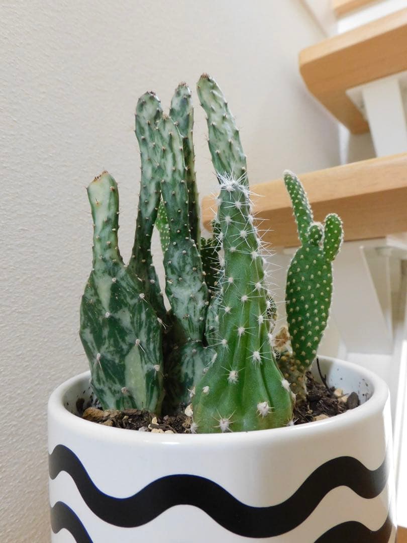 Nikon COOLPIX B600 レッド ニコンクールピクス