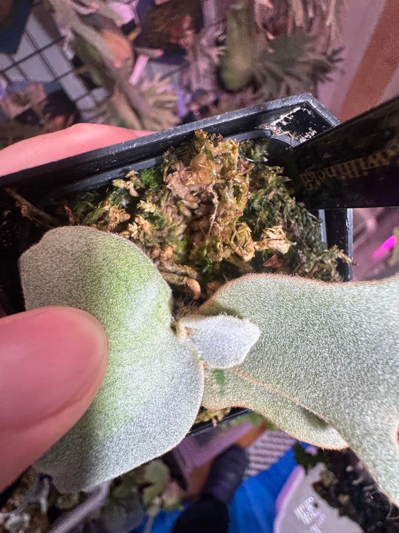 タ*カ様 エルブス　ウィリンキー　ビカクシダ　子株