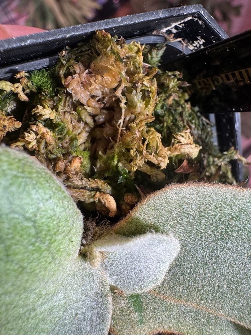 タ*カ様 エルブス　ウィリンキー　ビカクシダ　子株