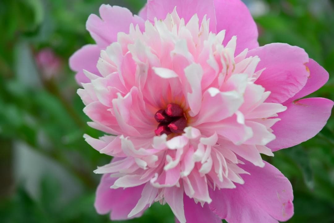 Nikon DX AF-S NIKKOR 18-70㎜ F3.5-4.5G ED