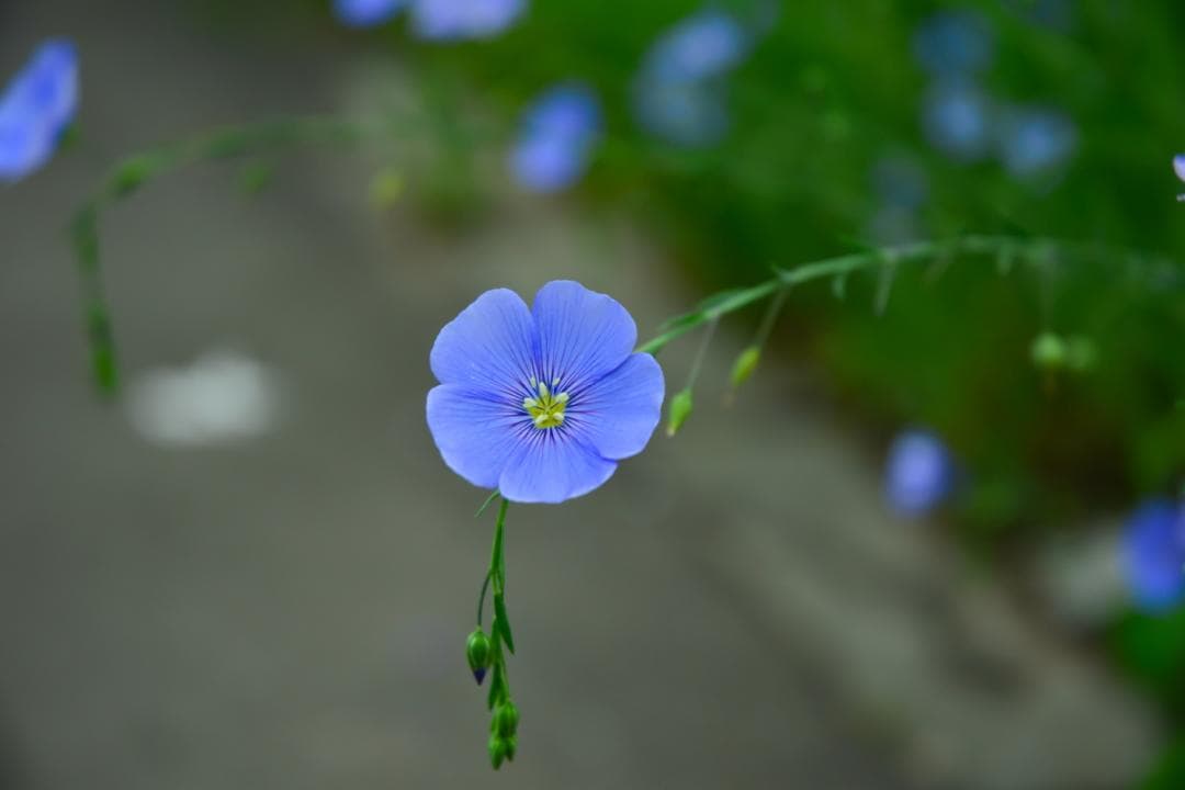 Nikon DX AF-S NIKKOR 18-70㎜ F3.5-4.5G ED