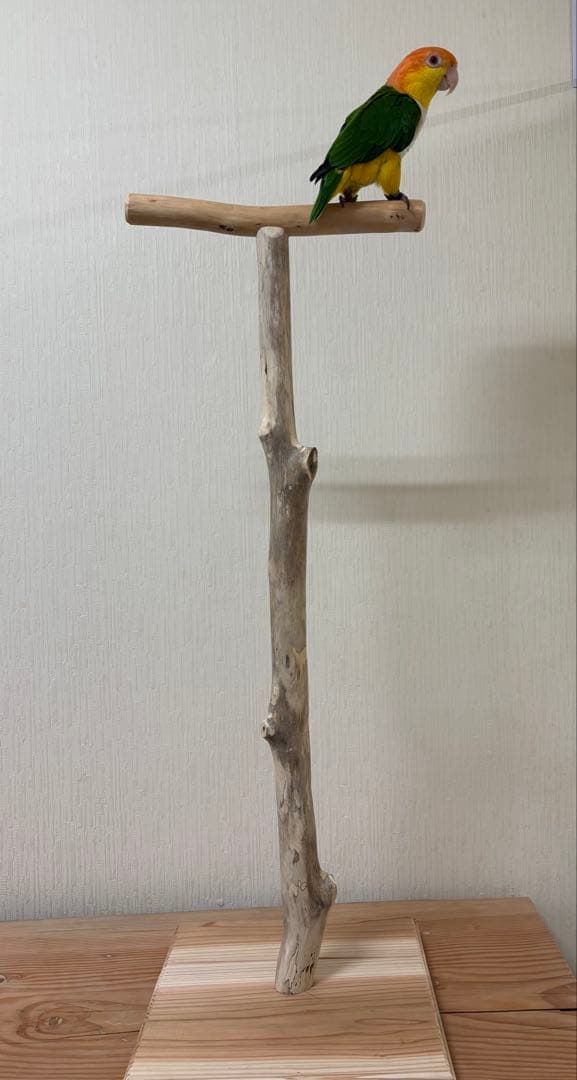 流木のバードスタンド オウムスタンド 止まり木T字パーチ