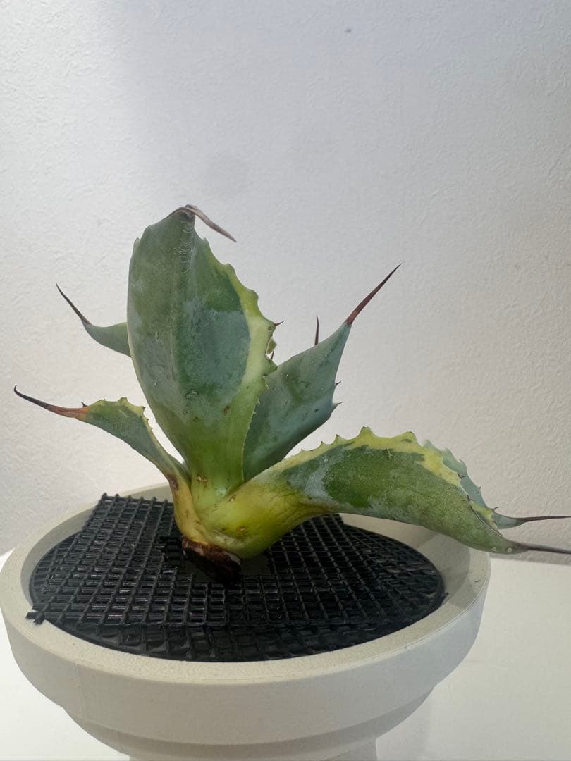 アガベ オバティフォリア　オルカ