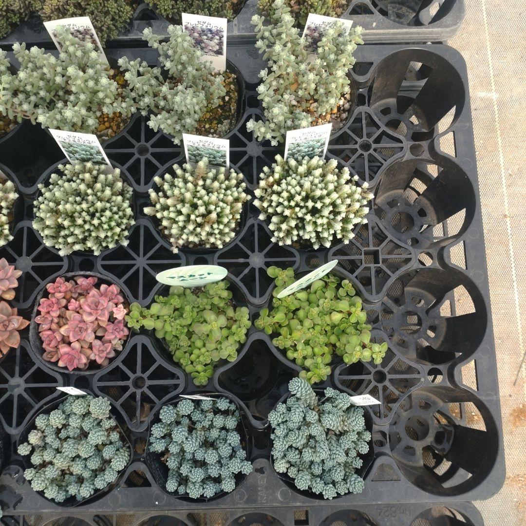 さくちゃんさん専用