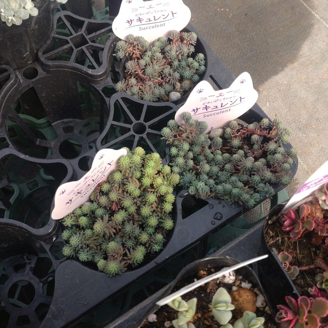 さくちゃんさん専用