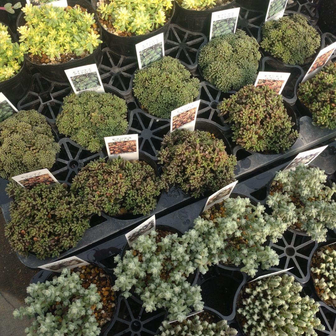 さくちゃんさん専用