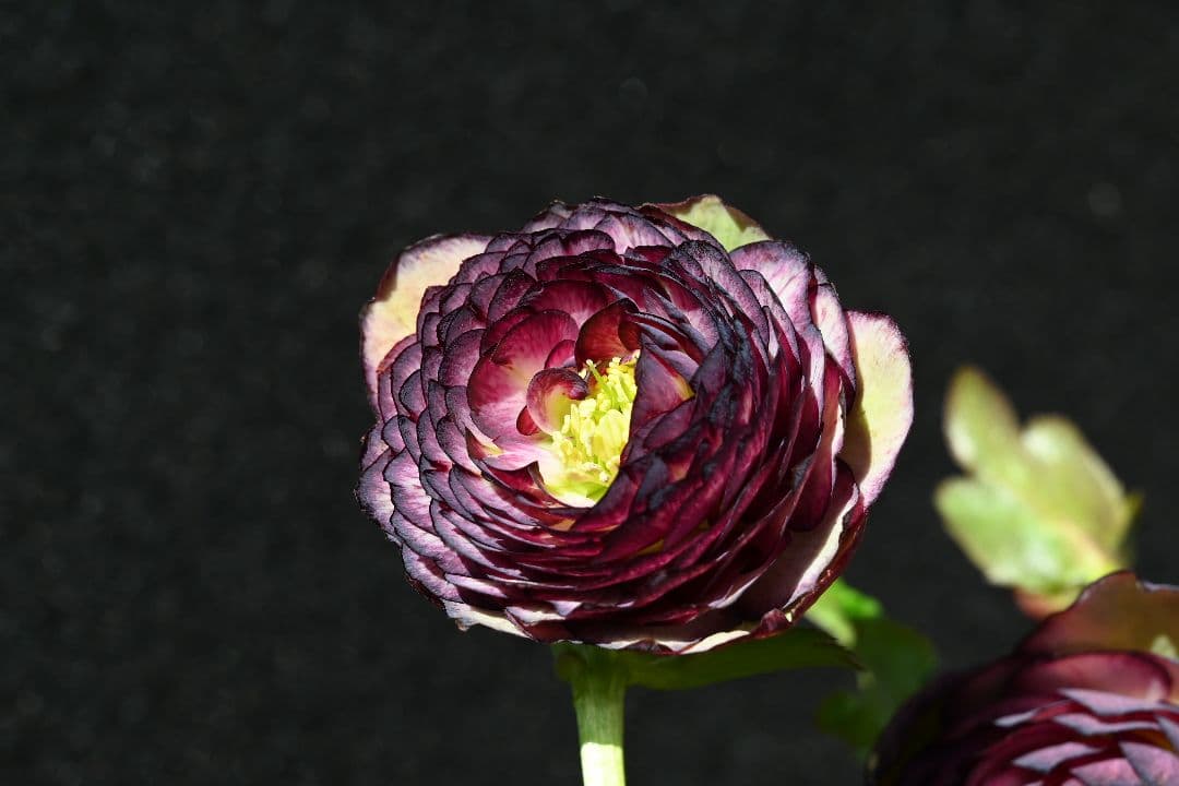 クリスマスローズ　最高級！アンティークアフロディーテ　加藤農園