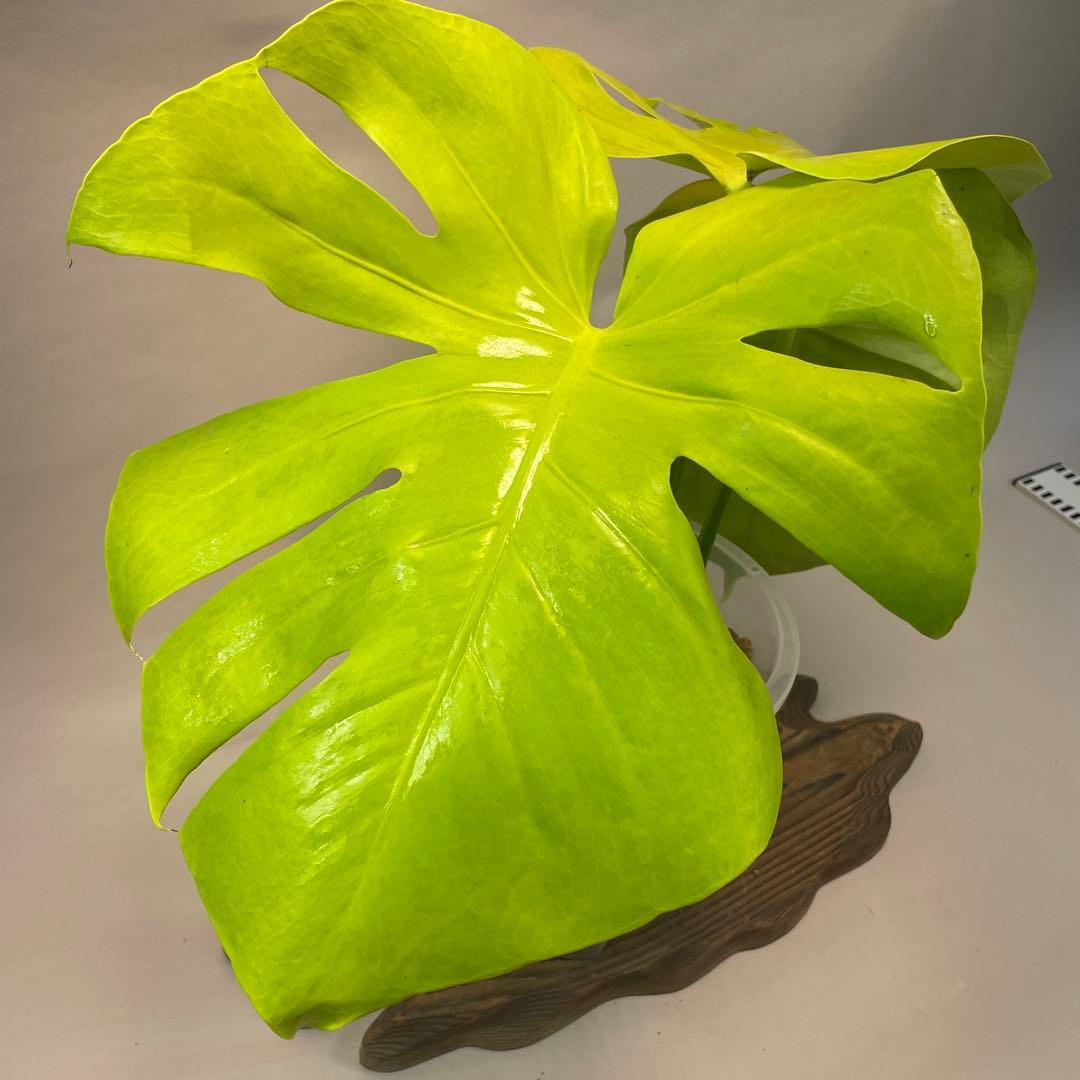 ス*ト様 a06モンステラ　デリシオーサ　黄金葉　ゴールドリーフ　フルムーンゴー