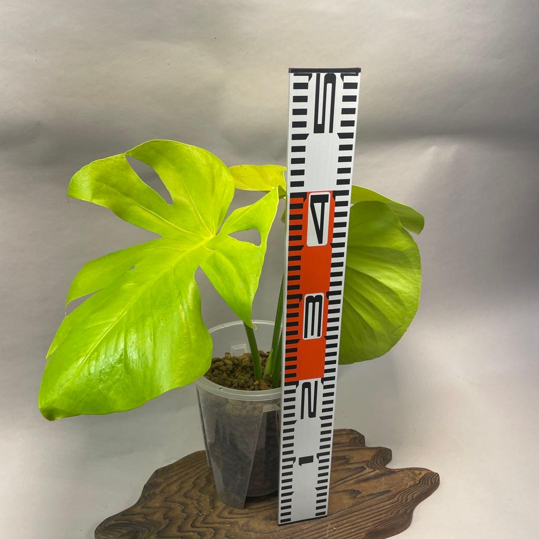 ス*ト様 a06モンステラ　デリシオーサ　黄金葉　ゴールドリーフ　フルムーンゴー