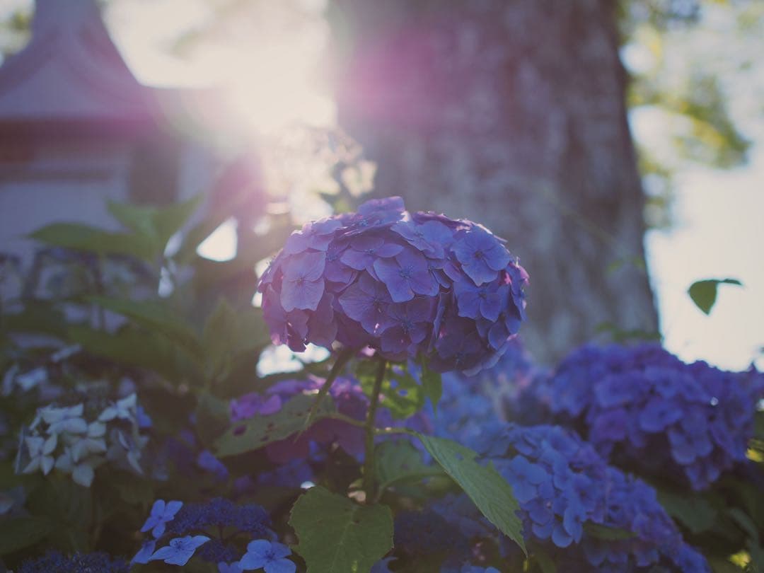 OM-D E-M5 Mark II ズームレンズセット 作例有