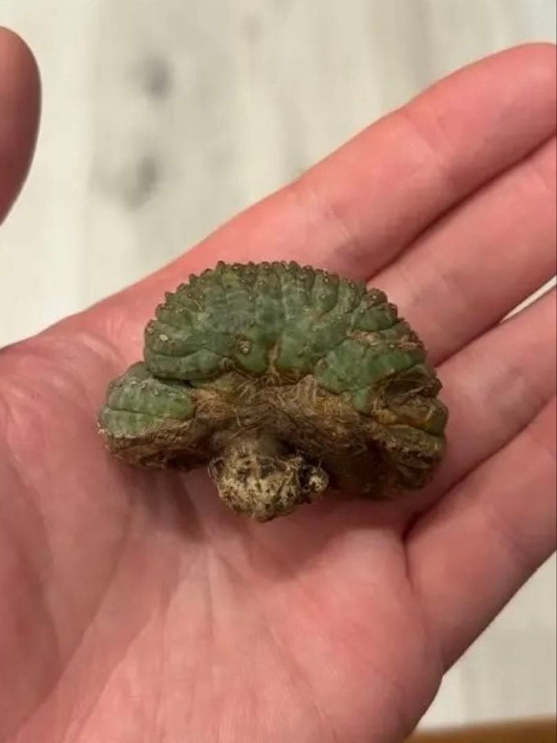 k*8様 ユーフォルビア オベサ　綴化