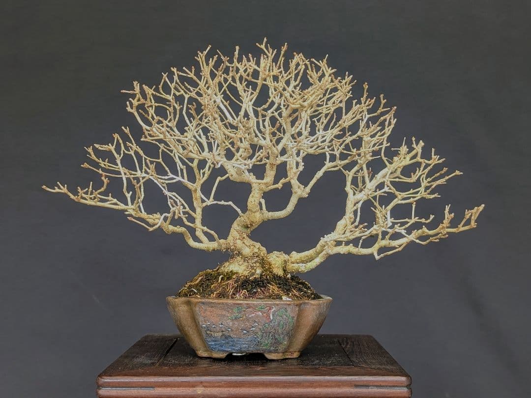 イボタ 水蝋樹 ミニ盆栽 小品盆栽