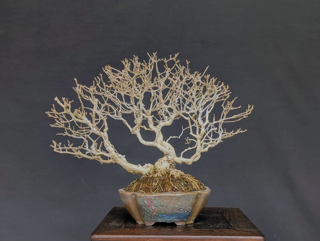 イボタ 水蝋樹 ミニ盆栽 小品盆栽