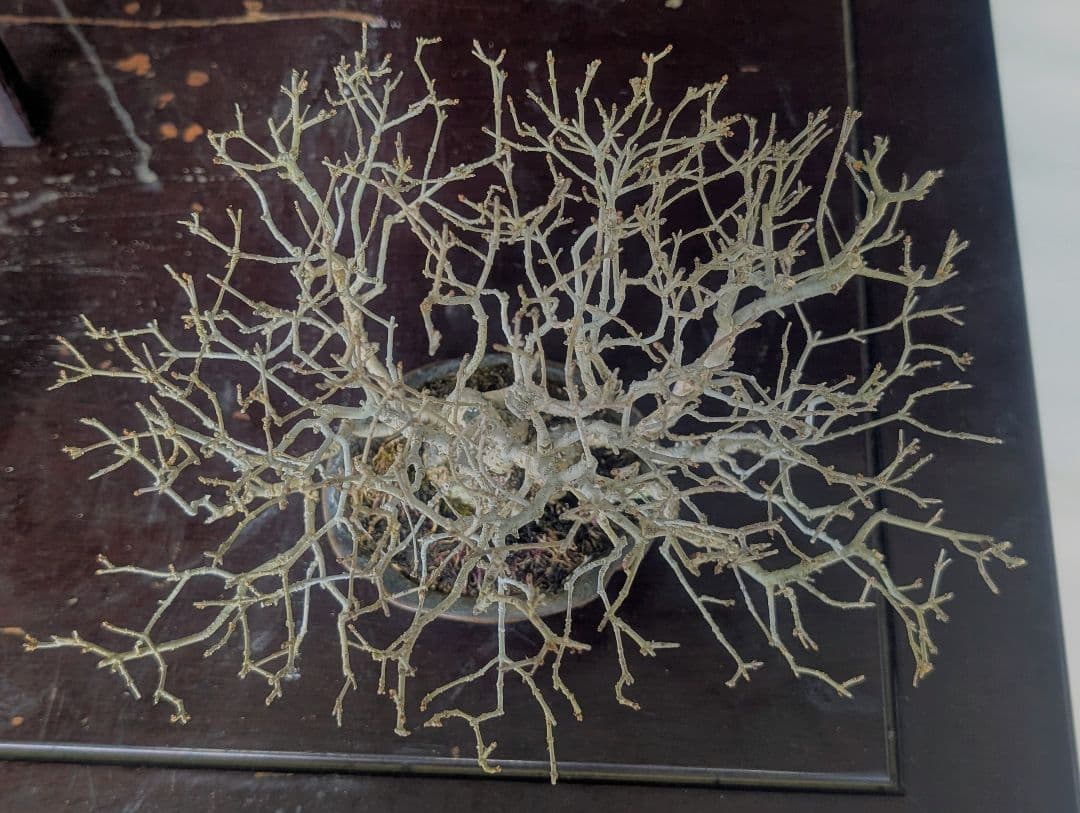 イボタ 水蝋樹 ミニ盆栽 小品盆栽