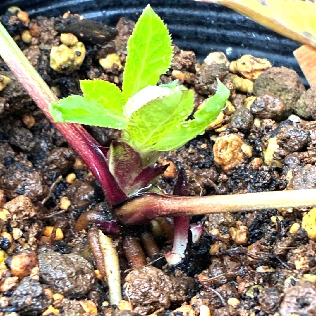 u*0様 3404☘️蕾付き☘️極上☘️⭐️強香⭐️上質の香水の様な香り⭐️小輪