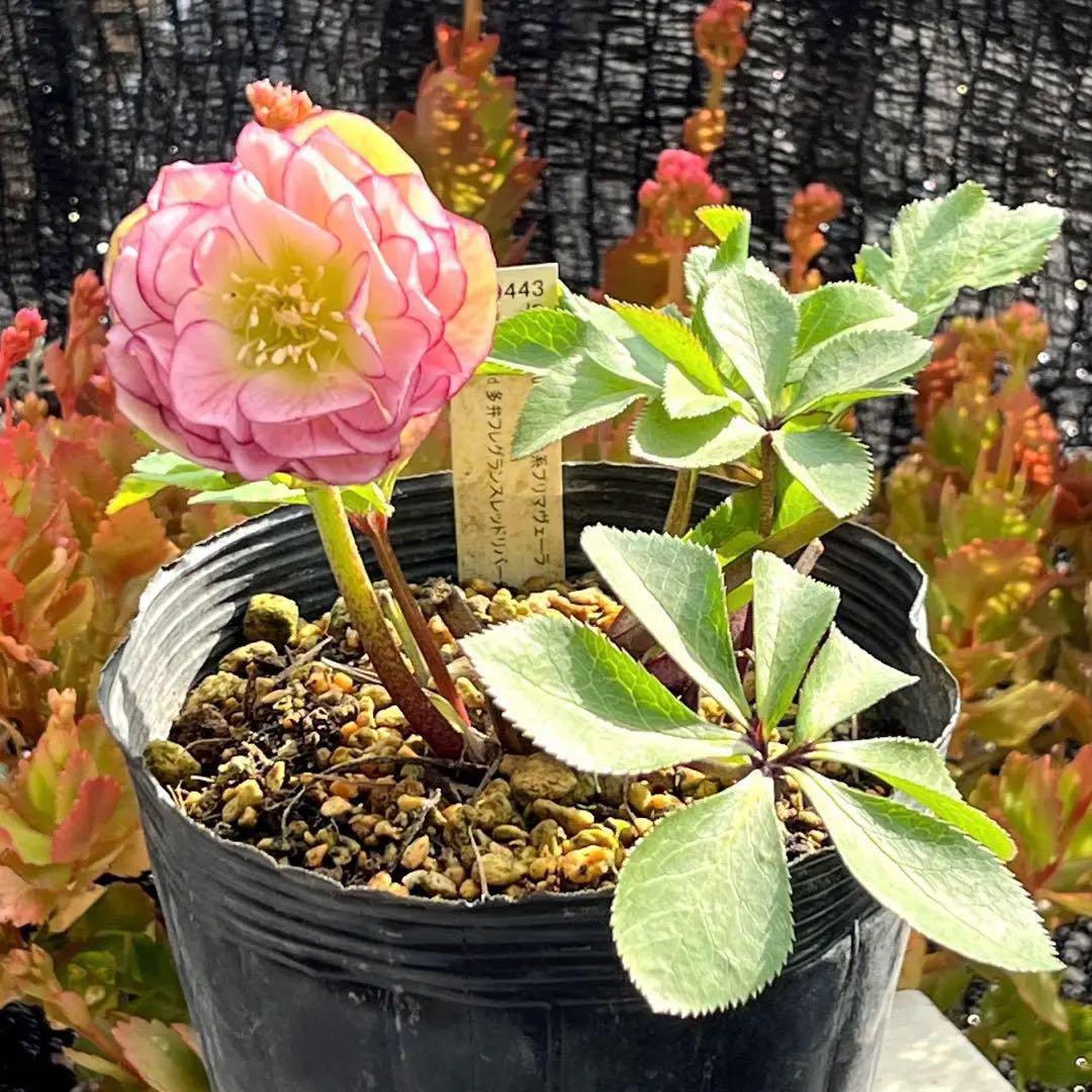 u*0様 3404☘️蕾付き☘️極上☘️⭐️強香⭐️上質の香水の様な香り⭐️小輪