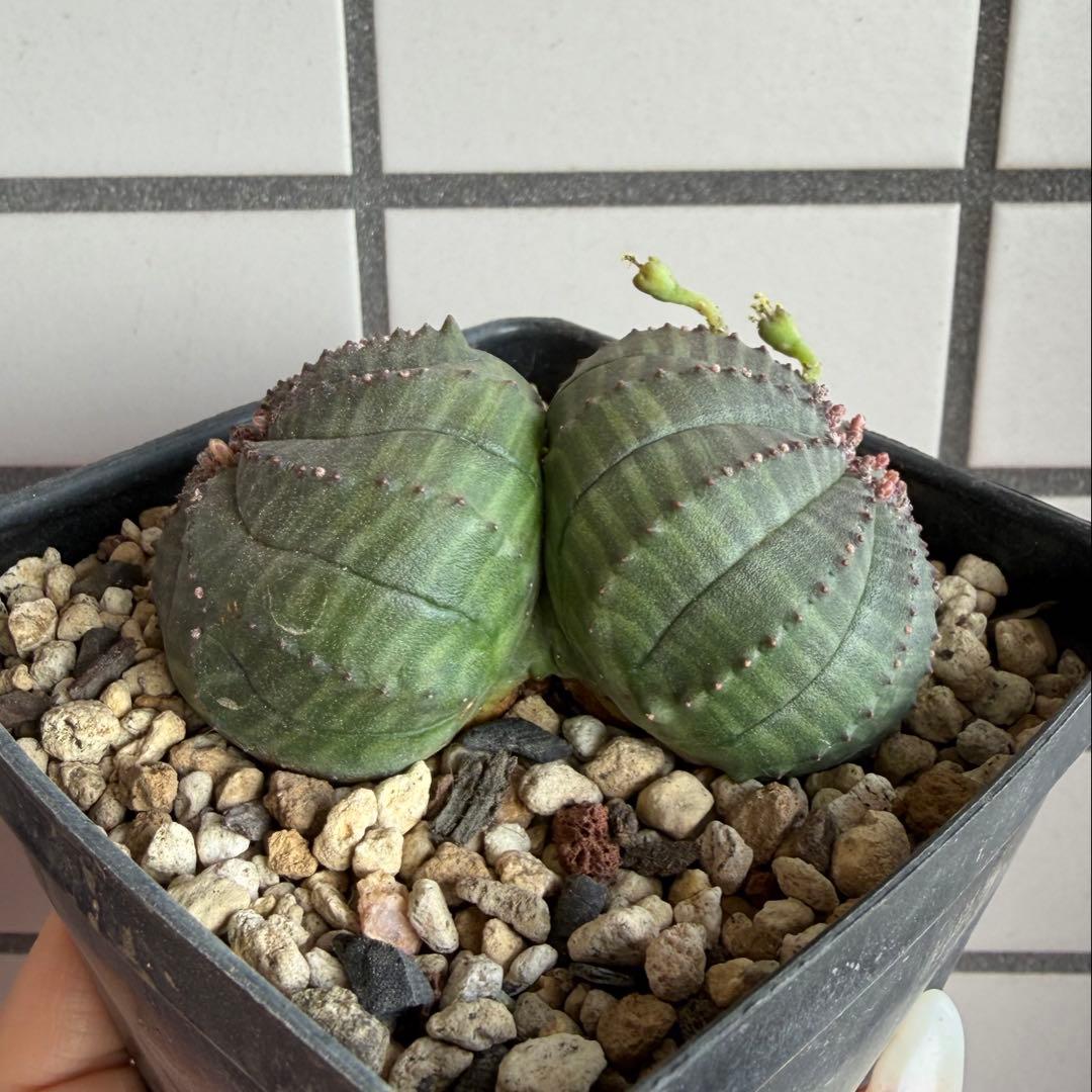 b*i様 ユーフォルビア オベサ 実生モンスト 分頭