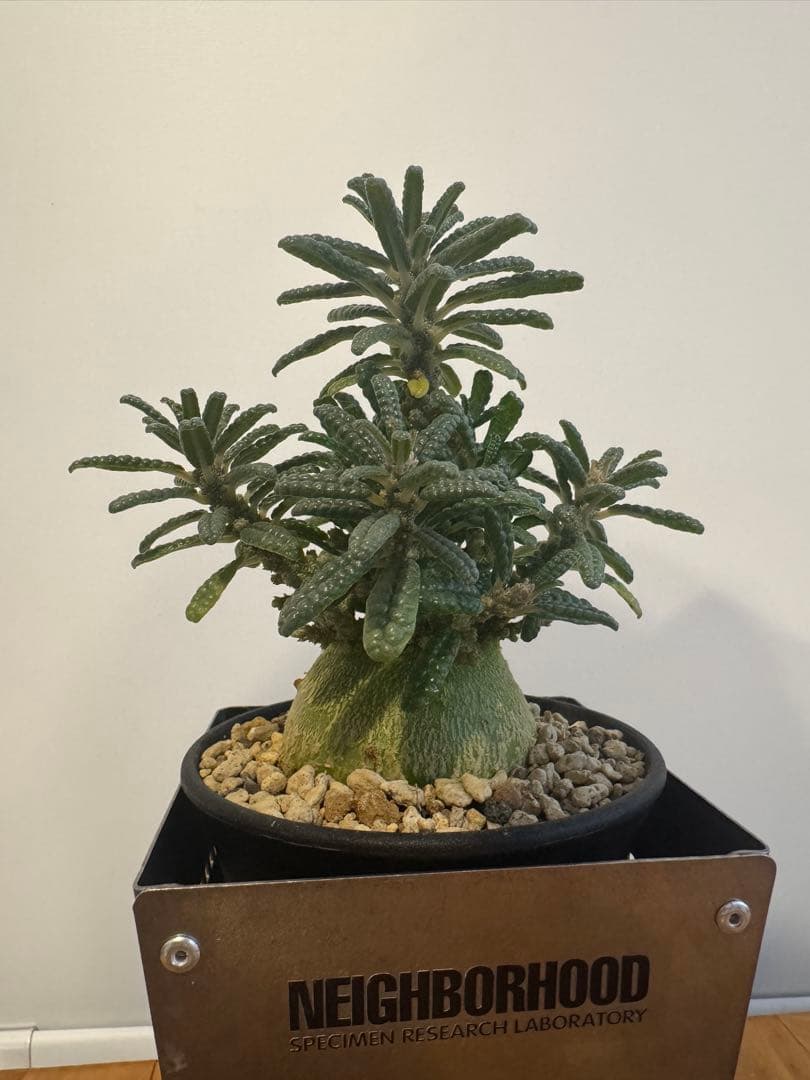 ドルステニアギガスブラータ