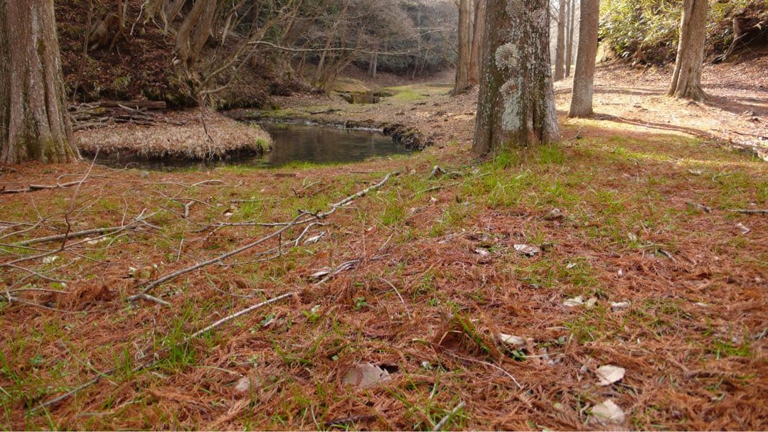 【美品】 ライカ　LEICA D-LUX3 専用レザーケース付き