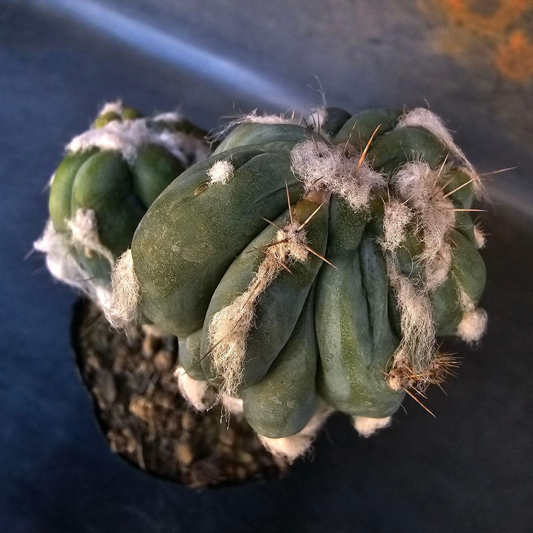 メルカリ便発送☆サボテン ピロソケレウス属 アズレウス モンスト